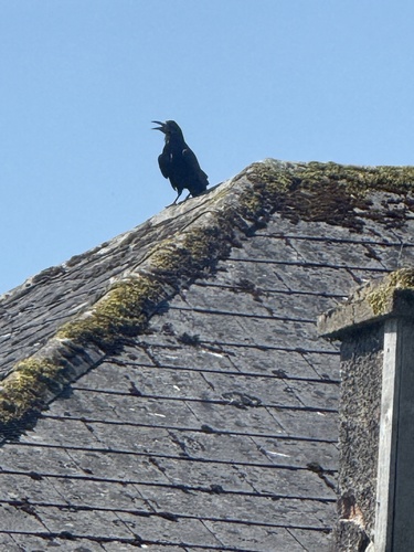 Rook