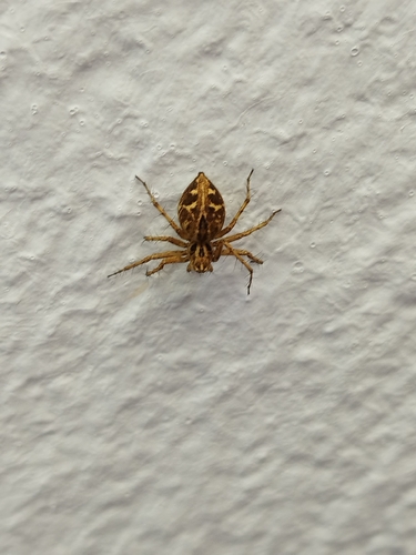 Grass Lynx Spiders