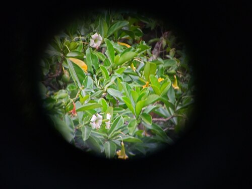 Fagraea ceilanica observed 2026-05-18