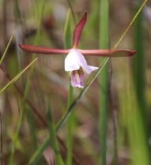 Cleistesiopsis oricamporum