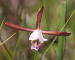 Cleistesiopsis oricamporum