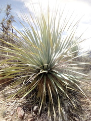 Dasylirion durangense