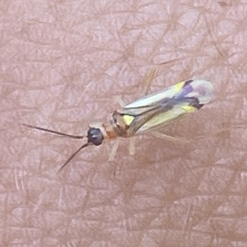 Campyloneura virgula
