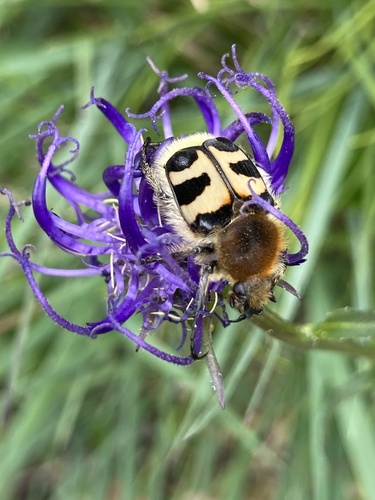Eurasian Bee Beetle