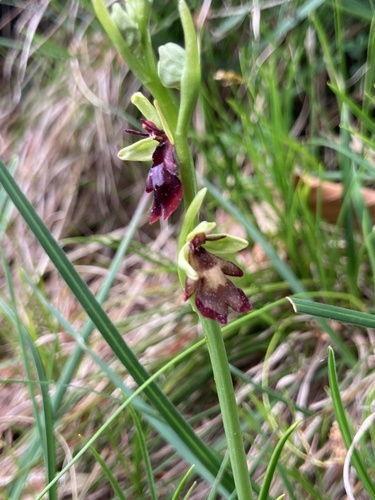 Fly Orchid