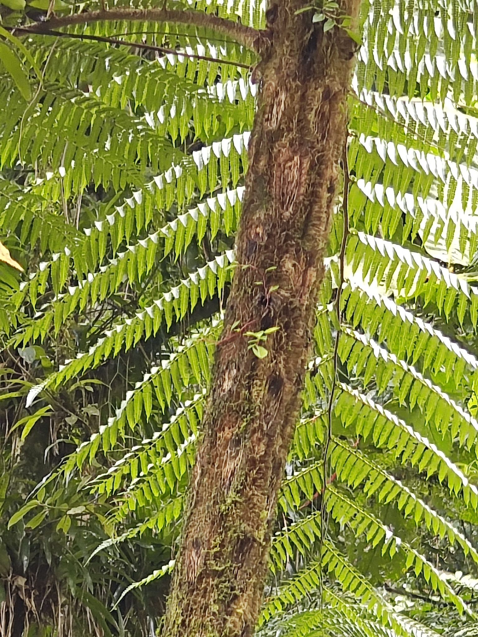Cyathea dichromatolepis