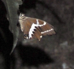 Papilio delalandei