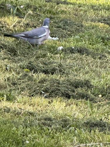 Common Wood-Pigeon
