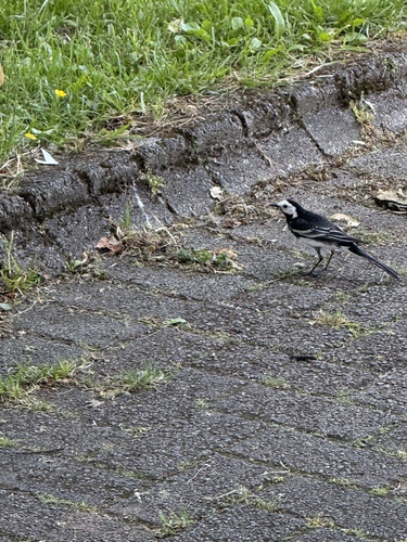 White Wagtail