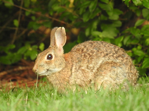 Eastern Cottontail