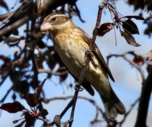 Rose-breasted Grosbeak