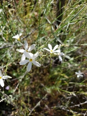 Phlox tenuifolia