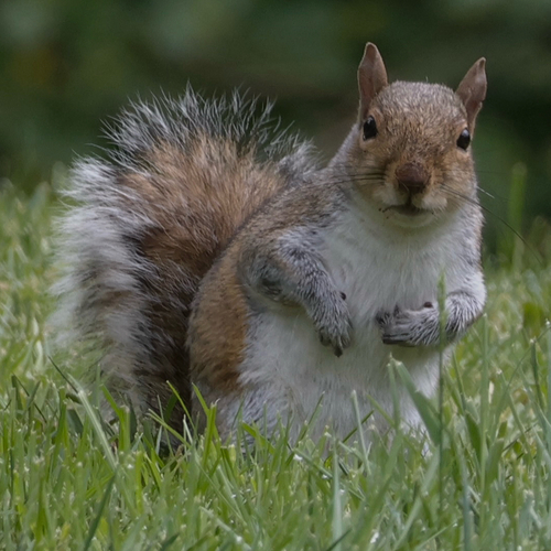 Eastern Gray Squirrel photographed in Washington
