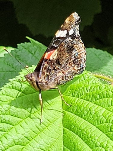 Red Admiral