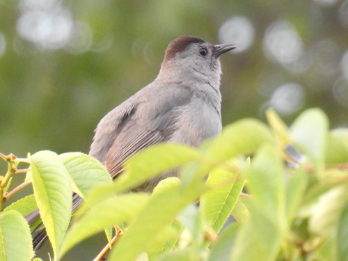 Katzendrossel