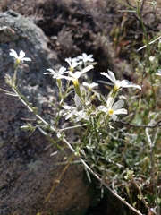 Phlox tenuifolia