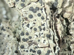 Cresponea chloroconia