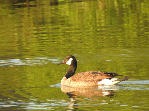 Kanadagans