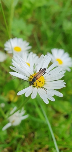 Black-striped Longhorn Beetle