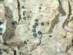 Cresponea chloroconia