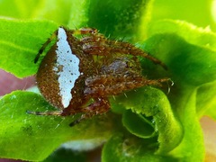 Araneus bispinosus