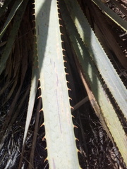 Dasylirion durangense