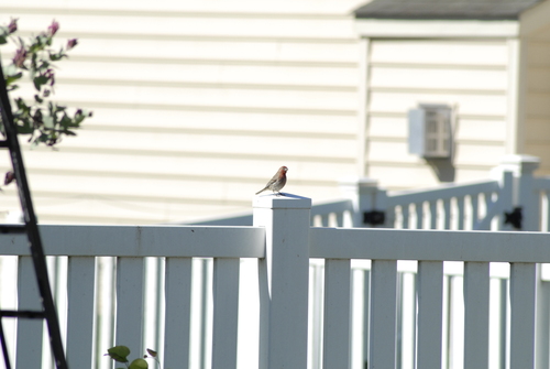 House Finch