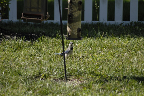 Blue Jay