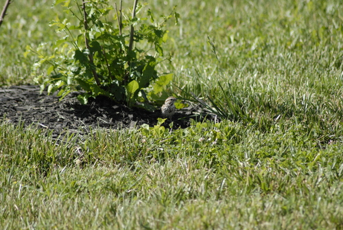 Song Sparrow