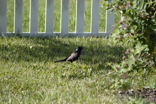 Common Grackle
