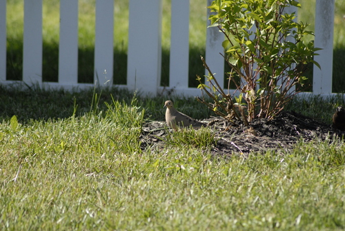Mourning Dove