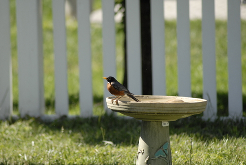 American Robin
