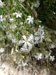 Phlox tenuifolia