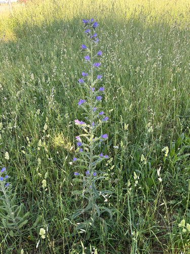 viper's-bugloss