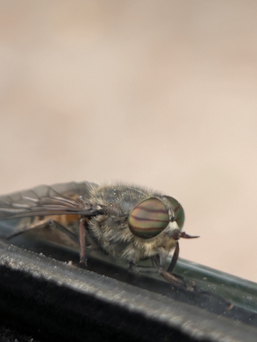 Hairy-legged Horse Fly