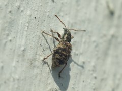 Oedecnemidius varius