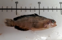 Zaprora silenus
