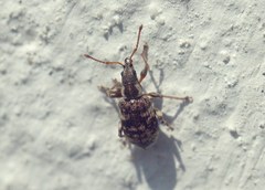 Oedecnemidius varius