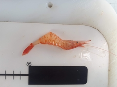 Eualus barbatus