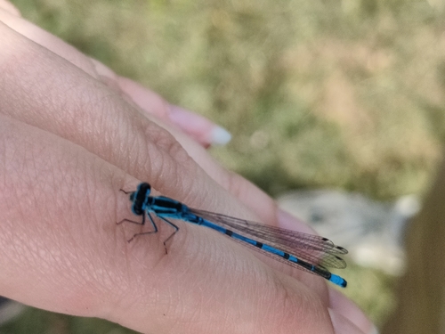 Azure Damselfly