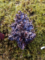 Peltigera pacifica