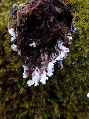 Peltigera pacifica