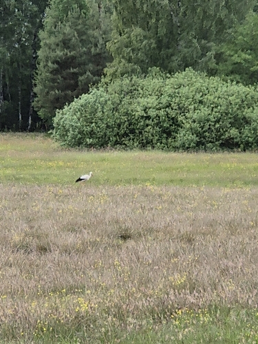 White Stork