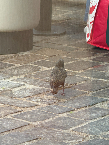 European Starling