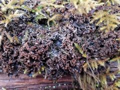 Peltigera pacifica