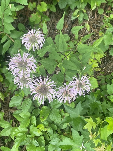 wild bergamot