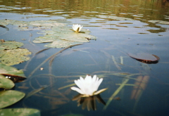 Nymphaea candida