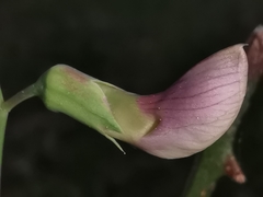 Lathyrus clymenum