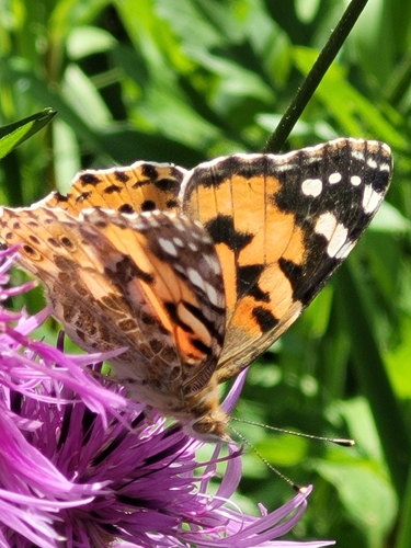 Painted Lady
