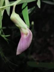 Lathyrus clymenum